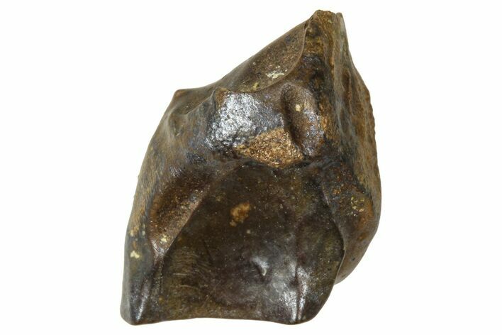 Fossil Triceratops Shed Tooth - Wyoming #376656